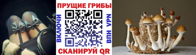 что такое   Камышлов  Галлюциногенные грибы прущие грибы 